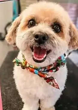 Smiling teddy-bear cut pup with a bandana
