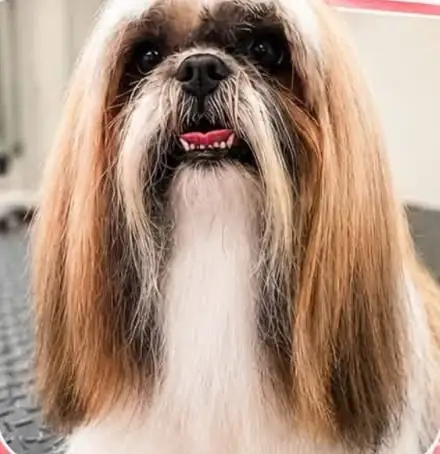 Long-coated Shih Tzu after a Delta Divas groom