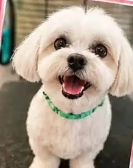 Freshly groomed white Maltese mix